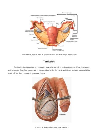 Fonte: NETTER, Frank H.. Atlas de Anatomia Humana. 2ed. Porto Alegre: Artmed, 2000.

Testículos
Os testículos secretam o hormônio sexual masculino, a testosterona. Este hormônio,
entre outras funções, promove o desenvolvimento de características sexuais secundárias
masculinas, tais como voz grossa e barba.

ATLAS DE ANATOMIA- SOBOTTA PARTE 2

 