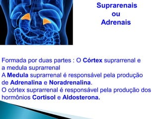 Formada por duas partes : O Córtex suprarrenal e
a medula suprarrenal
A Medula suprarrenal é responsável pela produção
de Adrenalina e Noradrenalina.
O córtex suprarrenal é responsável pela produção dos
hormônios Cortisol e Aldosterona.
Suprarenais
ou
Adrenais
 