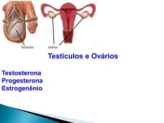 Testículos e Ovários
Testosterona
Progesterona
Estrogenênio
 