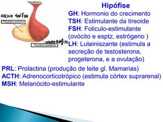 Hipófise
GH: Hormonio do crecimento
TSH: Estimulante da tireoide
FSH: Foliculo-estimulante
(ovócito e esptz, estrógeno )
LH: Luteiniszante (estimula a
secreção de testosterona,
progeterona, e a ovulação)
PRL: Prolactina (produção de leite gl. Mamarias)
ACTH: Adrenocorticotrópico (estimula córtex suprarenal)
MSH: Melanócito-estimulante
 