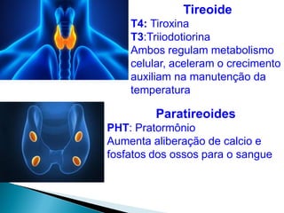 Tireoide
T4: Tiroxina
T3:Triiodotiorina
Ambos regulam metabolismo
celular, aceleram o crecimento
auxiliam na manutenção da
temperatura
Paratireoides
PHT: Pratormônio
Aumenta aliberação de calcio e
fosfatos dos ossos para o sangue
 