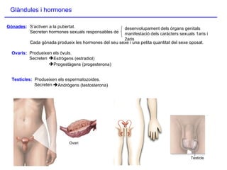 Glàndules i hormones Testicle Ovari Gònades : Ovaris:  Produeixen els òvuls. Secreten  Testicles:  Produeixen els espermatozoides.   Secreten S’activen a la pubertat.  Secreten hormones sexuals responsables de Cada gònada produeix les hormones del seu sexe i una petita quantitat del sexe oposat. Estrògens (estradiol) Progestàgens (progesterona) Andrògens (testosterona) desenvolupament dels òrgans genitals  manifestació dels caràcters sexuals 1aris i 2aris 