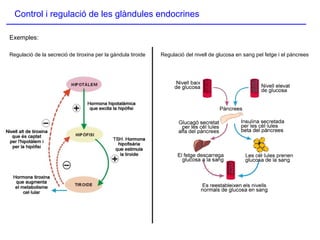 Exemples: Control i regulació de les glàndules endocrines Regulació de la secreció de tiroxina per la gàndula tiroide Regulació del nivell de glucosa en sang pel fetge i el pàncrees 
