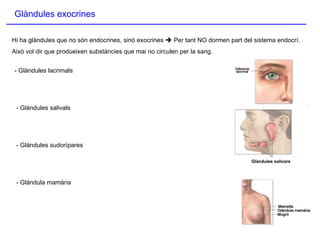 Glàndules exocrines Hi ha glàndules que no són endocrines, sinó exocrines    Per tant NO dormen part del sistema endocrí. Això vol dir que produeixen substàncies que mai no circulen per la sang. - Glàndules lacrimals - Glàndules salivals - Glàndules sudorípares - Glàndula mamària Glàndules salivars 