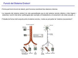 Forma part de la funció de relació, però funciona coordinant les relacions internes La resposta del sistema endocrí és més generalitzada que la del sistema nerviós (afecta a més òrgans i sistemes) i sovint més lenta i perllongada (per exemple, el metabolisme, el creixement, els cicles sexuals...)‏ Treballa de forma molt conjunta amb el sistema nerviós, i inclús es pot parlar de “sistema neuroendocrí”. Funció del Sistema Endocrí 