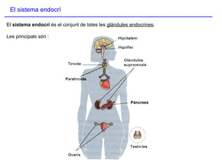 El sistema endocrí El  sistema endocrí  és el conjunt de totes les  glàndules endocrines . Les principals són : Pàncrees 