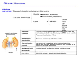 Glàndules i hormones Glàndules suprarenals: Situades al retroperitoneu, just damunt dels ronyons Dues parts diferenciades    Esteroides Medul·la Còrtex Adrenalina (epinefrina) Noradrenalina (norepinefrina) Glucocorticoides Mineralcorticoides Andrògens Mineralcorticoides (aldosterona) Estimulació potent del sistema simpàtic (vasoconstricció a la pell, midriasi, taquicàrdia, broncodilatació, augment de la tensió arterial...)‏ Prepara per les situacions d’alerta Adrenalina  Epinefrina Glucocorticoides (cortisol)‏ Precursora de l’anterior, amb efectes similars Noradrenalina Norepinefrina Andrògens Intervenen en el metabolisme de les proteïnes i els glúcids. Afecten el to muscular, l’estimulació nerviosa i són inhibidors de la inflamació, l’al·lèrgia i la immunitat Retenció de sodi i eliminació de potassi. Regulació hídrica Aparició de caràcters sexuals secundaris masculins 