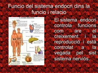 Funcio del sistema endocri dins la 
funcio i relacio 
● EEll ssiisstteemmaa eennddooccrrii 
ccoonnttrroollaa ffuunncciioonnss 
ccoomm aarree eell 
ccrreeiixxeemmeenntt ii llaa 
rreepprroodduucccciióó ii eessttàà 
ccoonnttrroollaatt aa llaa 
vveeggaaddaa ppeell ssiisstt 
ssiisstteemmaa nneerrvviióóss. 
 