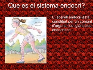 Que es el sistema endocrí? 
● El aparell endocrí està 
constituït per un conjunt 
d'organs ,les glàndules 
endocrines.. 
 