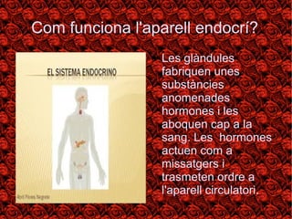 Com funciona l'aparell endocrí? 
● Les glàndules 
fabriquen unes 
substàncies 
anomenades 
hormones i les 
aboquen cap a la 
sang. Les hormones 
actuen com a 
missatgers i 
trasmeten ordre a 
l'aparell circulatori. 
 