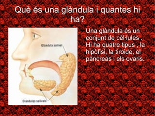 Què és una glàndula i quantes hi 
ha? 
● Una glàndula és un 
conjunt de cèl·lules . 
Hi ha quatre tipus , la 
hipòfisi, la tiroide, el 
pàncreas i els ovaris. 
 