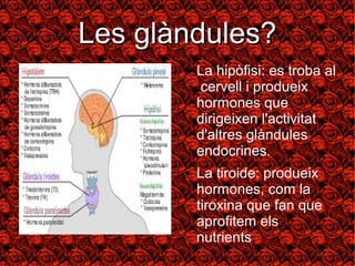 LLeess ggllàànndduulleess?? 
● La hipòfisi: es troba al 
cervell i produeix 
hormones que 
dirigeixen l'activitat 
d'altres glàndules 
endocrines. 
● La tiroide: produeix 
hormones, com la 
tiroxina que fan que 
aprofitem els 
nutrients. 
 