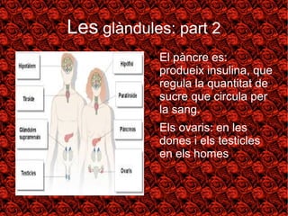 Les glàndules: part 2 
● El pàncre es: 
produeix insulina, que 
regula la quantitat de 
sucre que circula per 
la sang. 
● Els ovaris: en les 
dones i els testicles 
en els homes. 
 