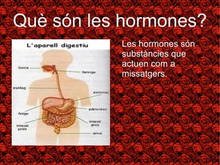 Què són les hormones? 
Les hormones són 
substàncies que 
actuen com a 
missatgers. 
 