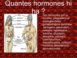 Quantes hormones hi 
ha ?Les hormones són la 
tiroxina, pregasterona, 
postaglandinas, 
gonadotropina coriónica, 
lactógeno placentario, 
relaxina, melatonina, 
insulina, glucagon, 
secretina, estradiol, 
colecistocinina, 
noeadrenalina, cortison, 
hormona aldosterona, 
pancreocimina. 
rreellaaxxiinnaa 
 