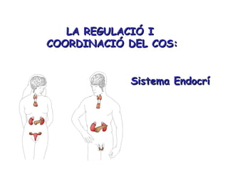 LA REGULACIÓ ILA REGULACIÓ I
COORDINACIÓ DEL COS:COORDINACIÓ DEL COS:
Sistema EndocríSistema Endocrí
 