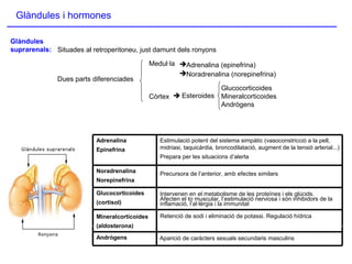Glàndules i hormones
Glàndules
suprarenals:
Mineralcorticoides
(aldosterona)
Estimulació potent del sistema simpàtic (vasoconstricció a la pell,
midriasi, taquicàrdia, broncodilatació, augment de la tensió arterial...)
Prepara per les situacions d’alerta
Adrenalina
Epinefrina
Glucocorticoides
(cortisol)
Precursora de l’anterior, amb efectes similarsNoradrenalina
Norepinefrina
Andrògens
Intervenen en el metabolisme de les proteïnes i els glúcids.
Afecten el to muscular, l’estimulació nerviosa i són inhibidors de la
inflamació, l’al·lèrgia i la immunitat
Retenció de sodi i eliminació de potassi. Regulació hídrica
Aparició de caràcters sexuals secundaris masculins
Situades al retroperitoneu, just damunt dels ronyons
Dues parts diferenciades
 Esteroides
Medul·la
Còrtex
Adrenalina (epinefrina)
Noradrenalina (norepinefrina)
Glucocorticoides
Mineralcorticoides
Andrògens
 