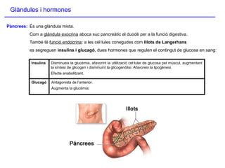 Glàndules i hormones
Pàncrees: És una glàndula mixta.
Com a glàndula exocrina aboca suc pancreàtic al duodè per a la funció digestiva.
També té funció endocrina: a les cèl·lules conegudes com Illots de Langerhans
es segreguen insulina i glucagó, dues hormones que regulen el contingut de glucosa en sang:
Disminueix la glucèmia, afavorint la utilització cel·lular de glucosa pel múscul, augmentant
la síntesi de glicogen i disminuint la glicogenòlisi. Afavoreix la lipogènesi.
Efecte anabolitzant.
Insulina
Antagonista de l’anterior.
Augmenta la glucèmia.
Glucagó
 