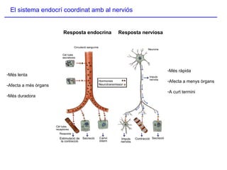 El sistema endocrí coordinat amb al nerviós
-Més lenta
-Afecta a més òrgans
-Més duradora
-Més ràpida
-Afecta a menys òrgans
-A curt termini
Resposta endocrina Resposta nerviosa
 