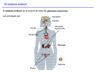 El sistema endocrí
El sistema endocrí és el conjunt de totes les glàndules endocrines.
Les principals són :
Pàncrees
 