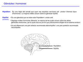 Glàndules i hormones
Hipotàlem
Hipòfisi
És una regió del cervell que quan rep impulsos nerviosos pot produir diversos tipus
d'hormones. La majoria d'elles actuen sobre la glàndula hipòfisi.
• És una glàndula que es troba sota l'hipotàlem i unida a ell.
• Segrega moltes hormones diferents, la majoria de les quals actuen sobre les altres
glàndules endocrines, per la qual cosa es pot dir que pràcticament dirigeix tot el sistema endocrí.
• Es pot diferenciar una part anterior anomenada adenohipòfisi i una part posterior anomenada
neurohipòfisi.
Hipotàlem:
Hipòfisi:
(pituitària)
 