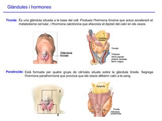 Glàndules i hormones
Tiroide:
Paratiroide:
És una glàndula situada a la base del coll. Produeix l'hormona tiroxina que actua accelerant el
metabolisme cel·lular, i l'hormona calcitonina que afavoreix el dipòsit del calci en els ossos.
Està formada per quatre grups de cèl·lules situats sobre la glàndula tiroide. Segrega
l'hormona parathormona que provoca que els ossos alliberin calci a la sang.
 