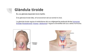 Glàndula tiroide
És una glàndula dependent de la hipòfisi.
Si la glàndula tiroide falla, el funcionament del cos també ho farà.
La glàndula tiroide regula el metabolisme del cos mitjançant la producció de les hormones
tiroïdals (triiodotironina, tiroxina, calcitonina) i regula la sensibilitat del cos a altres hormones.
 
