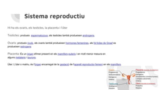 Sistema reproductiu
Hi ha els ovaris, els testicles, la placenta i l’úter
Testicles: produeix espermatozous, els testicles també produeixen androgens.
Ovaris: produeix òvuls, els ovaris també produeixen hormones femenines, als fol·licles de Graaf es
produeixen estrogens
Placenta: És un òrgan efímer present en els mamífers euteris i en molt menor mesura en
alguns metateris i taurons.
Úter: L'úter o matriu, és l'òrgan encarregat de la gestació de l'aparell reproductor femení en els mamífers.
 