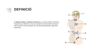 DEFINICIÓ
El sistema endocrí o sistema hormonal és un conjunt d'òrgans i teixits de
l'organisme que alliberen un tipus de substàncies anomenades hormones i
està constituït a més d'aquestes, per cèl·lules especialitzades i glàndules
endocrines.
 