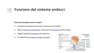 Funcions del sistema endocrí
Entre les principals funcions trobem:
● Controlar la intensitat de les funcions químiques a les cèl·lules.
● Regir el transport de substàncies a través de les membranes de les cèl·lules.
● Regular l'equilibri (homeostasi) de l'organisme.
● Fer aparèixer els caràcters sexuals secundaris.
 