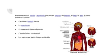 El sistema endocrí, nerviós i reproductiu junt amb els ronyons, els intestins, el fetge i el greix ajuden a
mantenir i controlar:
● Els nivells d'energia del cos
● La reproducció
● El creixement i desenvolupament
● L'equilibri intern (homeostasi)
● Les reaccions a les condicions ambientals
 