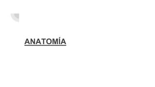 ANATOMÍA
 