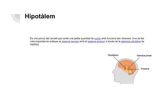 Hipotàlem
És una porció del cervell que conté una petita quantitat de nuclis amb funcions ben diverses. Una de les
més importats és enllaçar el sistema nerviós amb el sistema endocrí a través de la glàndula pituïtària (la
hipòfisi).
 