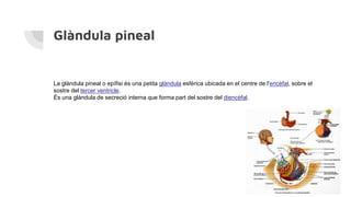 Glàndula pineal
La glàndula pineal o epífisi és una petita glàndula esfèrica ubicada en el centre de l'encèfal, sobre el
sostre del tercer ventricle.
És una glàndula de secreció interna que forma part del sostre del diencèfal.
 