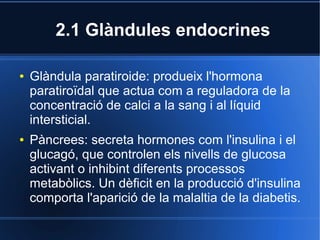 2.1 Glàndules endocrines

●   Glàndula paratiroide: produeix l'hormona
    paratiroïdal que actua com a reguladora de la
    concentració de calci a la sang i al líquid
    intersticial.
●   Pàncrees: secreta hormones com l'insulina i el
    glucagó, que controlen els nivells de glucosa
    activant o inhibint diferents processos
    metabòlics. Un dèficit en la producció d'insulina
    comporta l'aparició de la malaltia de la diabetis.
 