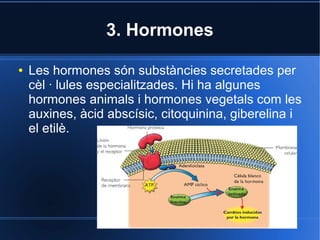 3. Hormones

●   Les hormones són substàncies secretades per
    cèl · lules especialitzades. Hi ha algunes
    hormones animals i hormones vegetals com les
    auxines, àcid abscísic, citoquinina, giberelina i
    el etilè.
 
