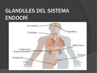 GLANDULES DEL SISTEMA
ENDOCRÍ
 