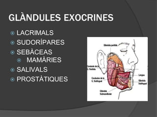 GLÀNDULES EXOCRINES
 LACRIMALS
 SUDORÍPARES
 SEBÀCEAS
MAMÀRIES
 SALIVALS
 PROSTÀTIQUES
 