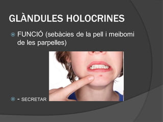 GLÀNDULES HOLOCRINES
 FUNCIÓ (sebàcies de la pell i meibomi
de les parpelles)
 - SECRETAR
 
