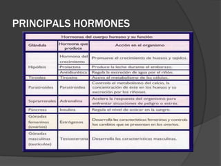 PRINCIPALS HORMONES
 
