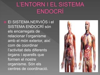  El SISTEMA NERVIÓS i el
SISTEMA ENDOCRÍ són
els encarregats de
relacionar l’organisme
amb el món exterior, així
com de coordinar
l’activitat dels diferents
òrgans i aparells que
formen el nostre
organisme. Són els
centres de coordinació.
 