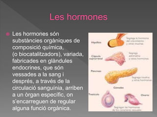  Les hormones són
substàncies orgàniques de
composició química,
(o biocatalitzadors), variada,
fabricades en glàndules
endocrines, que són
vessades a la sang i
després, a través de la
circulació sanguínia, arriben
a un òrgan específic, on
s’encarreguen de regular
alguna funció orgànica.
 