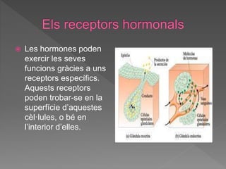  Les hormones poden
exercir les seves
funcions gràcies a uns
receptors específics.
Aquests receptors
poden trobar-se en la
superfície d’aquestes
cèl·lules, o bé en
l’interior d’elles.
 