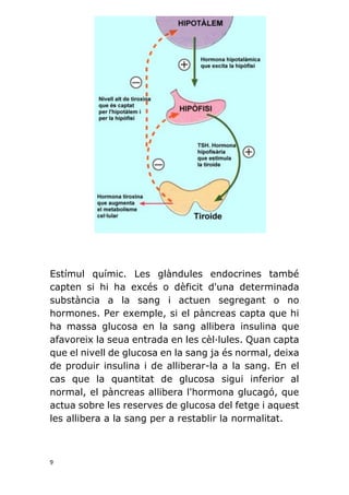 9
Estímul químic. Les glàndules endocrines també
capten si hi ha excés o dèficit d'una determinada
substància a la sang i actuen segregant o no
hormones. Per exemple, si el pàncreas capta que hi
ha massa glucosa en la sang allibera insulina que
afavoreix la seua entrada en les cèl·lules. Quan capta
que el nivell de glucosa en la sang ja és normal, deixa
de produir insulina i de alliberar-la a la sang. En el
cas que la quantitat de glucosa sigui inferior al
normal, el pàncreas allibera l'hormona glucagó, que
actua sobre les reserves de glucosa del fetge i aquest
les allibera a la sang per a restablir la normalitat.
 