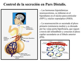Control de la secreción en Pars Distalis. .- Las hormonas hipotalámicas neurosecretoras, se elaboran en el hipotálamo en e...