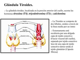 Glándula Tiroides. .- La glándula tiroides, localizada en la porción anterior del cuello, secreta las hormonas  tiroxina (...
