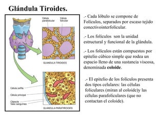 Glándula Tiroides. .- Cada lóbulo se compone de Folículos, separados por escaso tejido conectivointerfolicular.  .- Los fo...