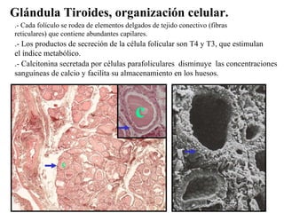 Glándula Tiroides, organización celular. c c .- Cada folículo se rodea de elementos delgados de tejido conectivo (fibras r...