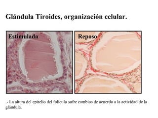 Glándula Tiroides, organización celular. Estimulada Reposo .- La altura del epitelio del folículo sufre cambios de acuerdo...