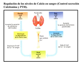 Regulación de los niveles de Calcio en sangre (Control secreción Calcitonina y PTH). 